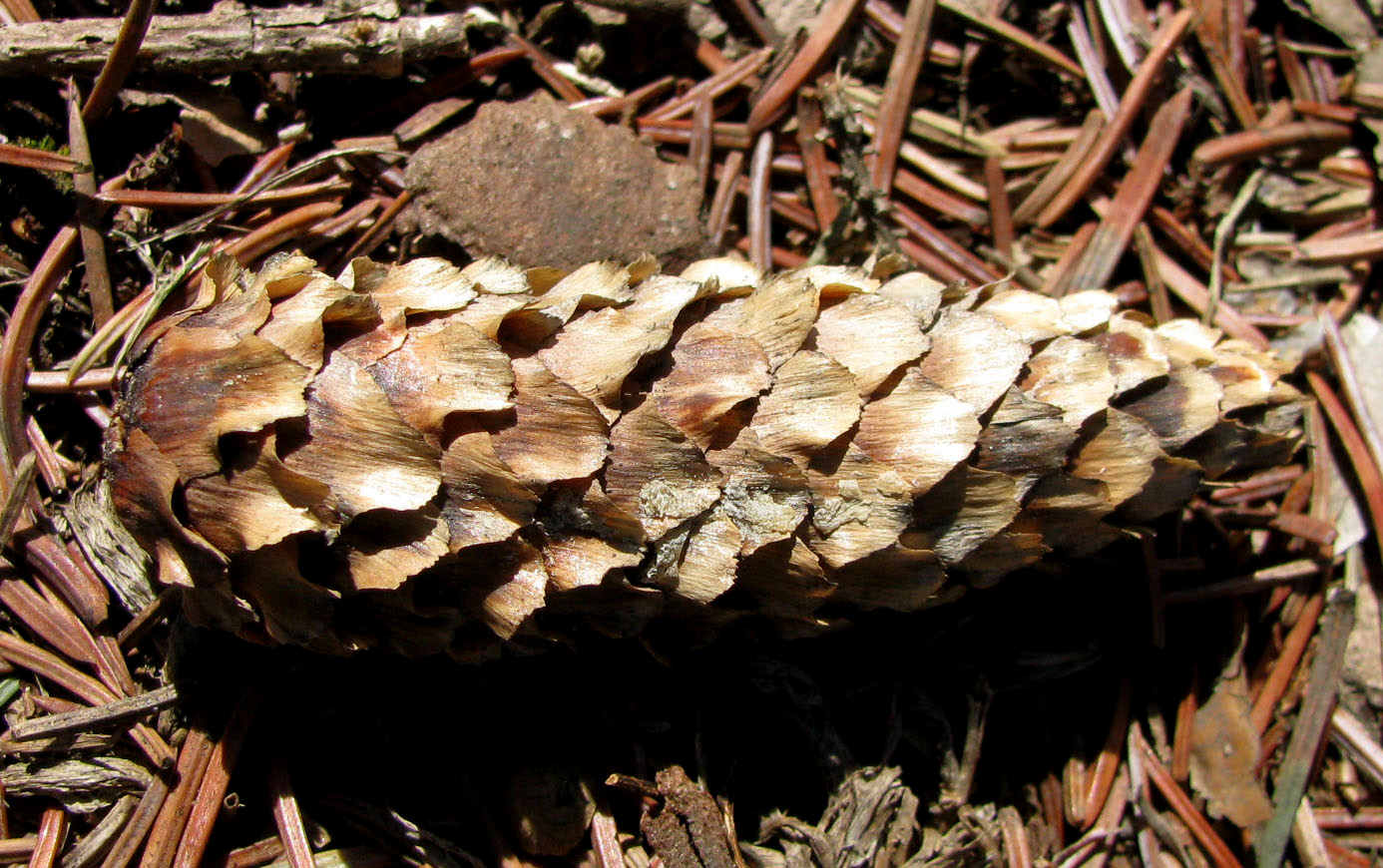 Image of Picea pungens specimen.