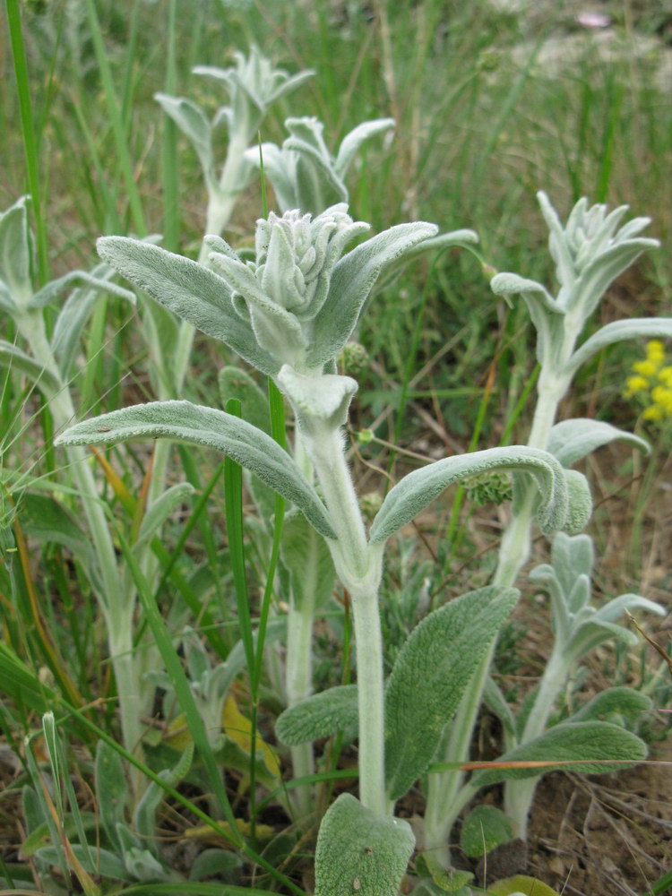 Image of Stachys cretica specimen.