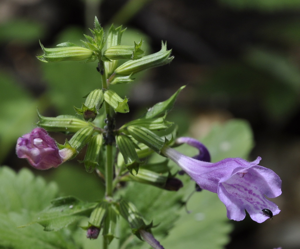 Image of Drymosiphon grandiflorus specimen.