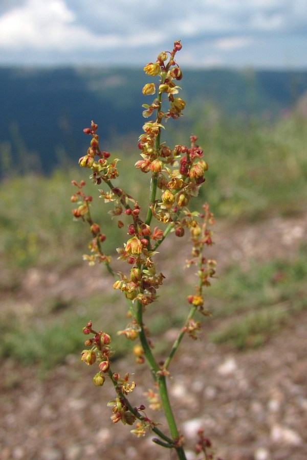 Изображение особи Rumex acetosella.