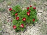 Paeonia tenuifolia