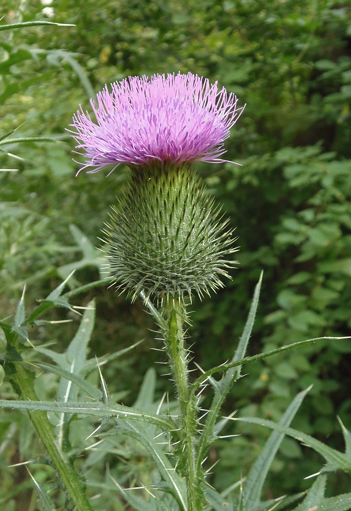 Изображение особи Cirsium vulgare.