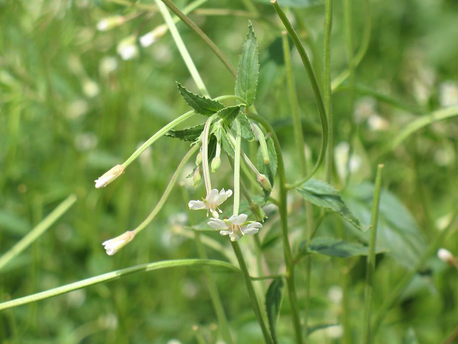 Изображение особи Epilobium cylindricum.