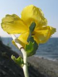 Glaucium flavum. Цветок. Краснодарский край, м/о Анапа, окр. пос. Б. Утриш, остров с маяком, на пляже. 09.08.2013.
