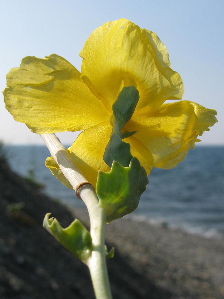 Изображение особи Glaucium flavum.