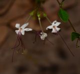 Clerodendrum inerme