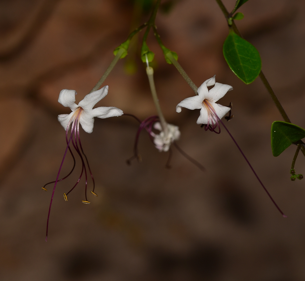 Изображение особи Clerodendrum inerme.