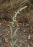 Atriplex oblongifolia