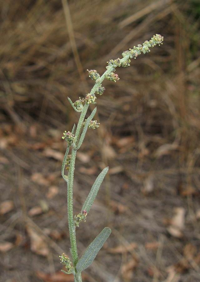 Изображение особи Atriplex oblongifolia.