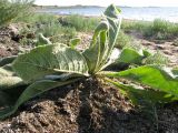 Verbascum densiflorum. Прикорневая розетка листьев. Краснодарский край, м/о Анапа, окр. станицы Благовещенская, Кизилташский лиман, на берегу. 19.08.2013.