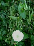 Calystegia sepium