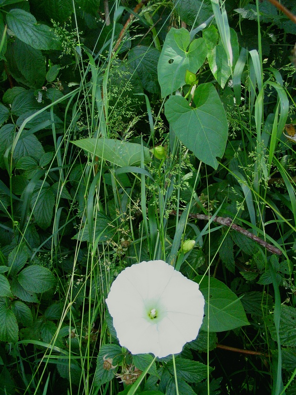 Image of Calystegia sepium specimen.