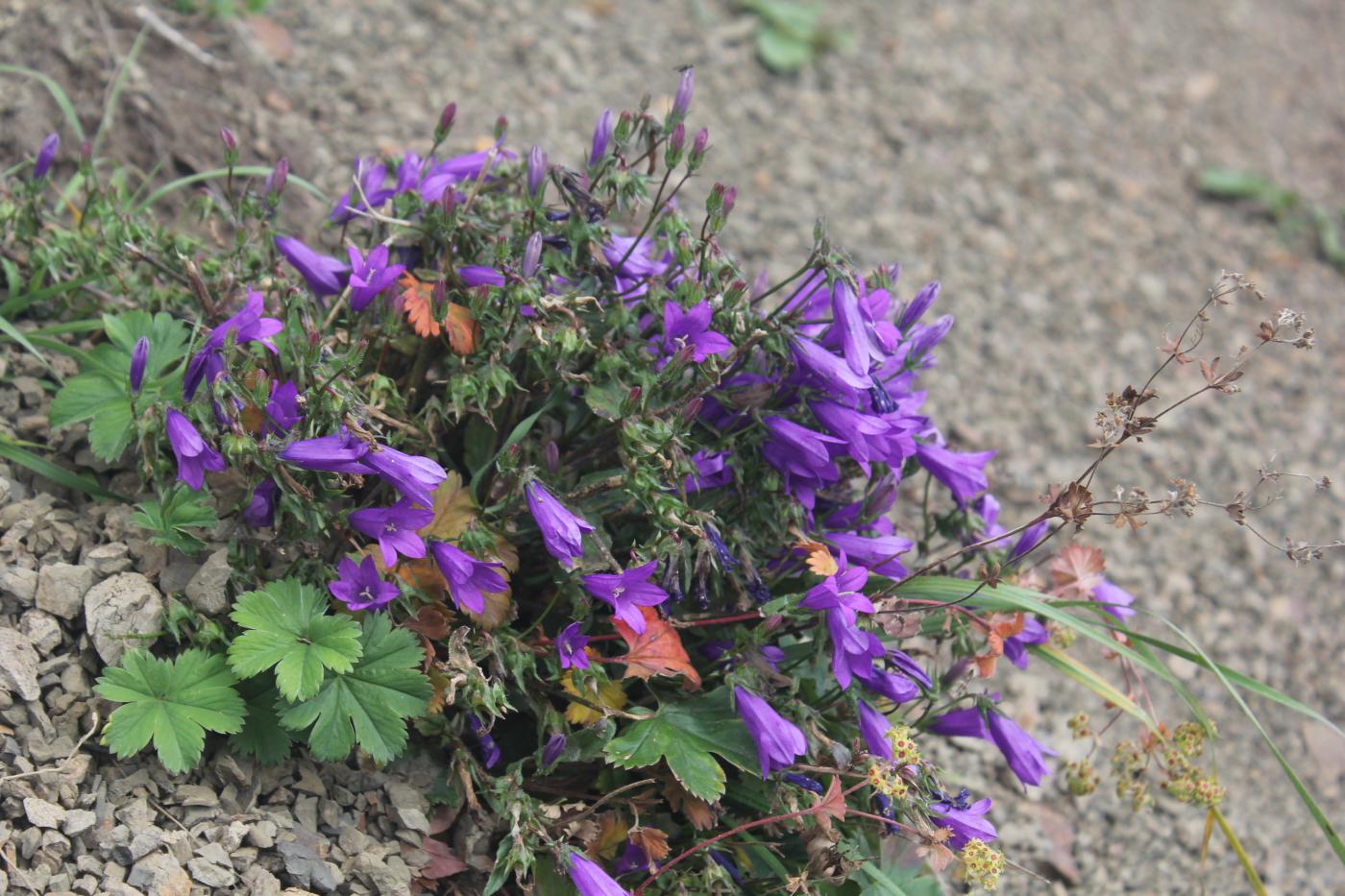 Изображение особи Campanula hohenackeri.