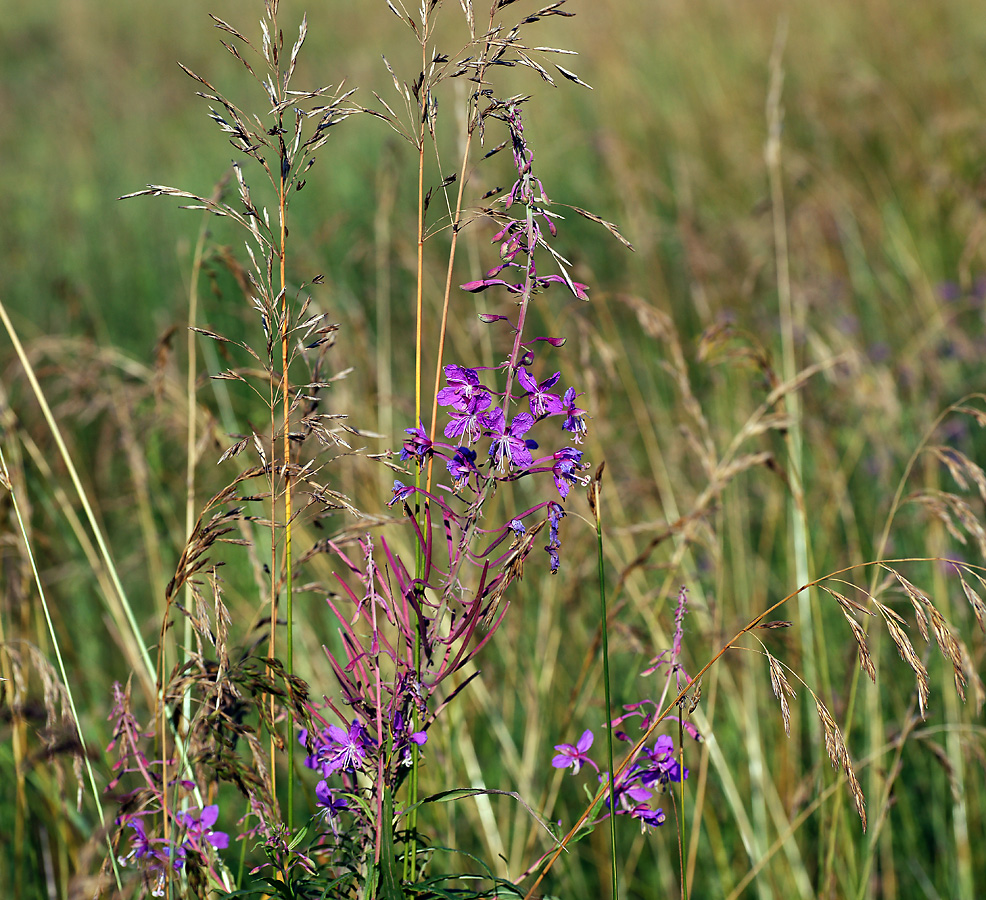 Image of Chamaenerion angustifolium specimen.