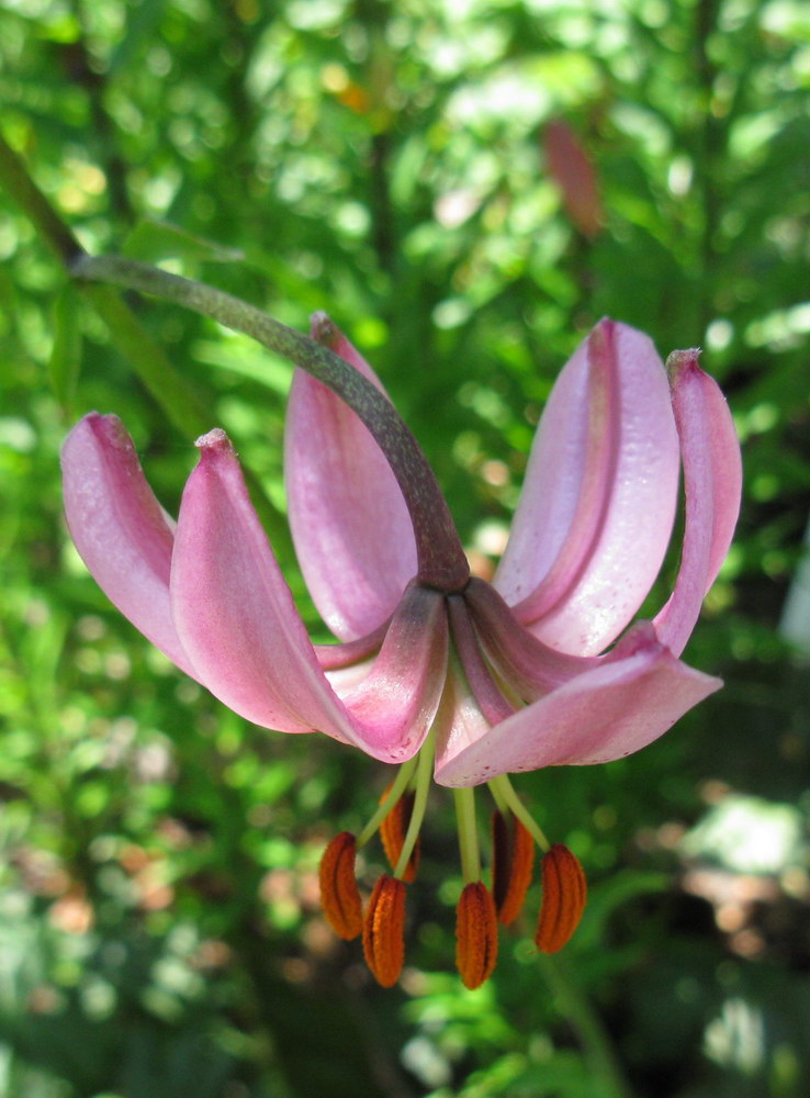 Image of Lilium caucasicum specimen.