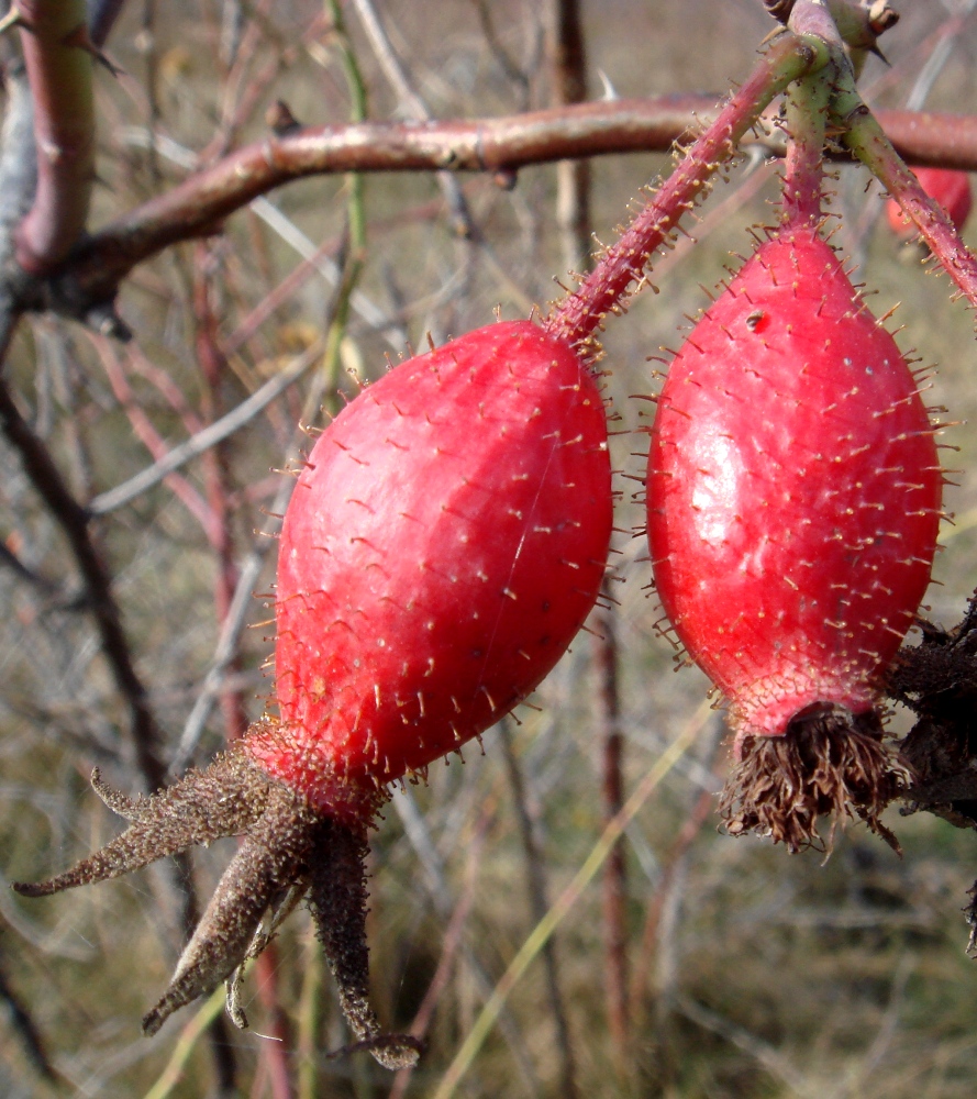 Изображение особи Rosa oplisthes.