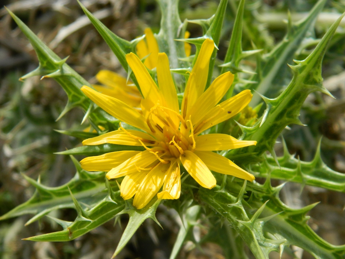 Изображение особи Scolymus hispanicus.