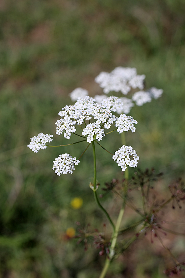 Изображение особи Oedibasis chaerophylloides.