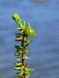 Empetrum hermaphroditum. Побег с зелёным плодом (у основания видны остатки тычинок). Мурманская обл., Североморский р-н, берег Кольского залива, кустарничковая тундра. 30.06.2009.