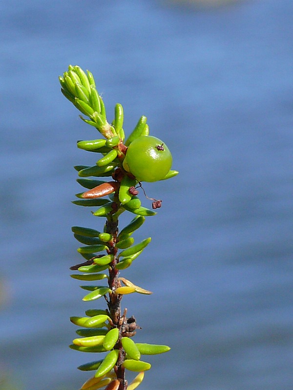 Image of Empetrum hermaphroditum specimen.