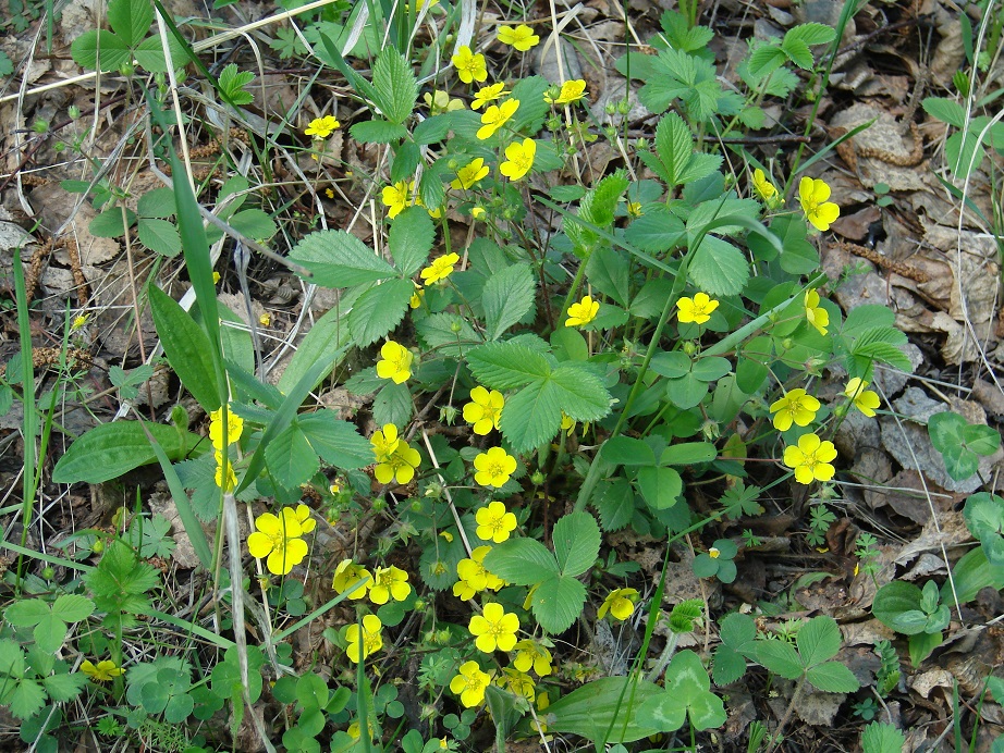 Изображение особи Potentilla fragarioides.