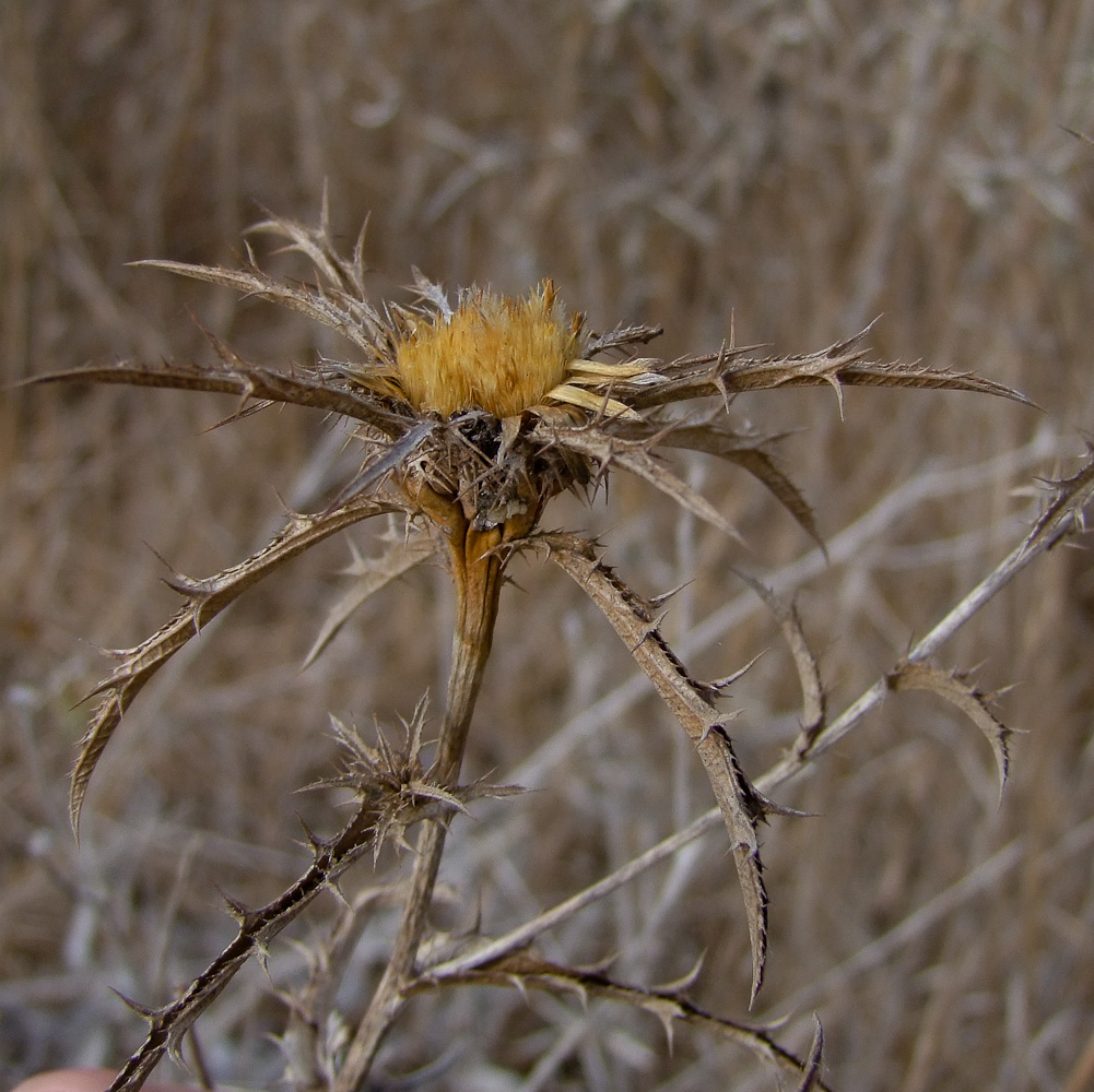 Image of Carlina curetum specimen.