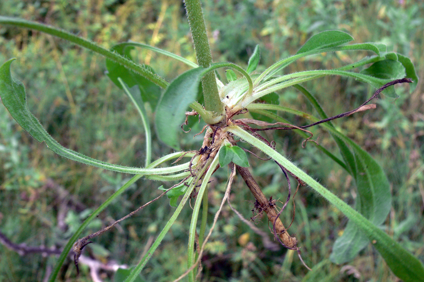 Изображение особи Silene nutans.