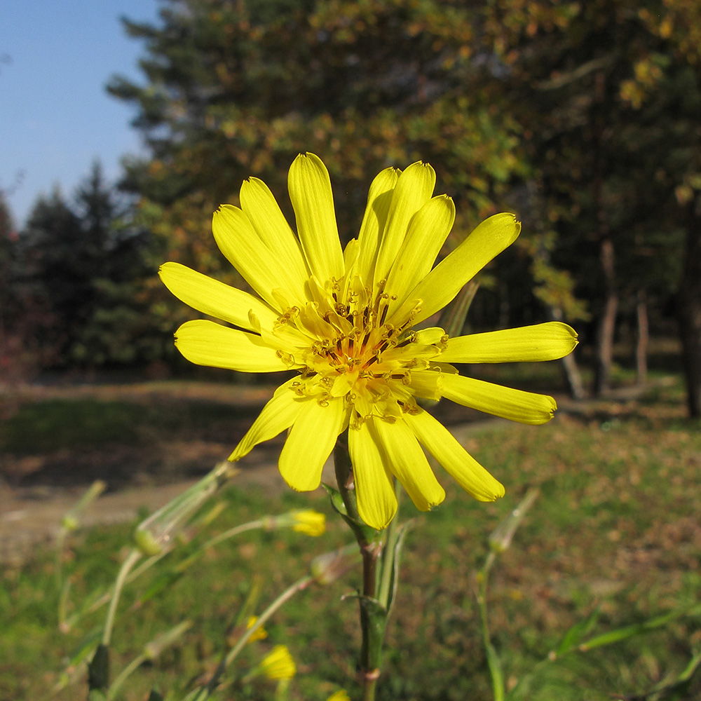 Image of Tragopogon brevirostris specimen.