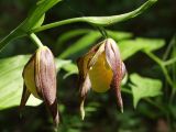 Cypripedium calceolus. Верхушка побега с бутонами. Московская обл., Талдомский р-н, близ пгт Запрудня. 21.05.2010.