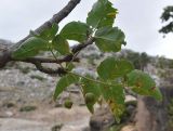 Commiphora ornifolia. Часть ветви с плодами. Сокотра, плато Хомхи. 29.12.2013.
