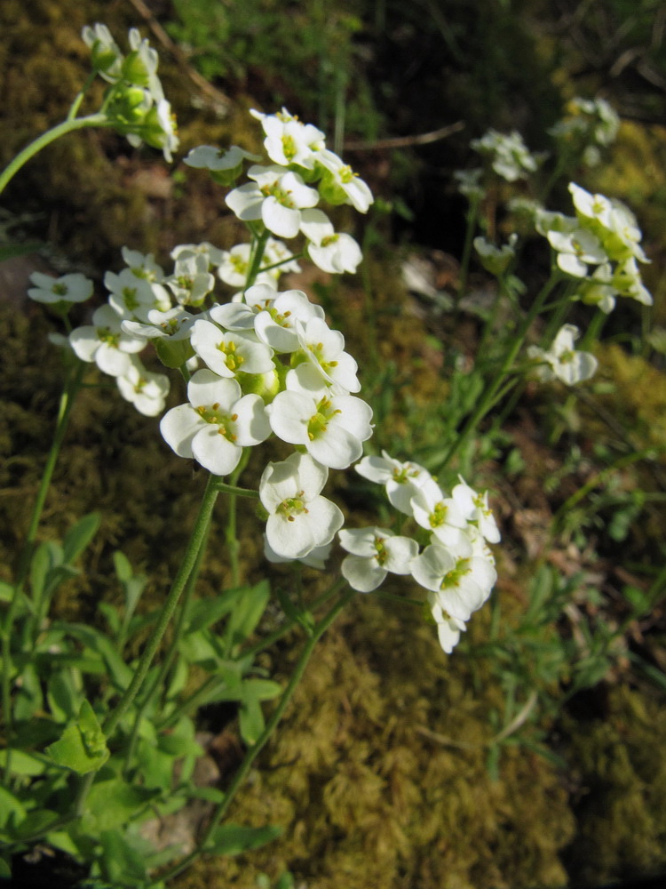 Изображение особи Schivereckia podolica.