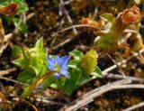 Gentiana squarrosa