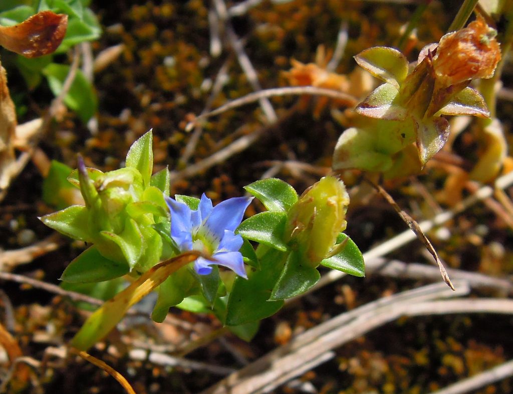 Image of Gentiana squarrosa specimen.