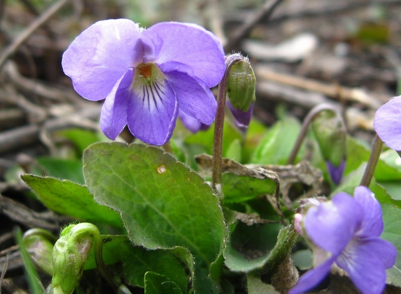 Image of Viola hirta specimen.