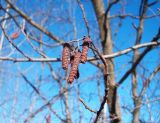 Alnus incana. Мужские соцветия. Московская обл., окр. Электрогорска. 09.03.2014.