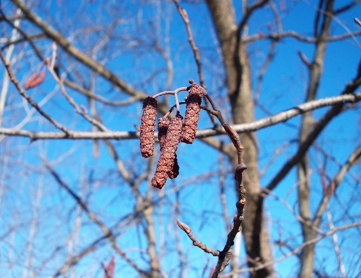 Image of Alnus incana specimen.
