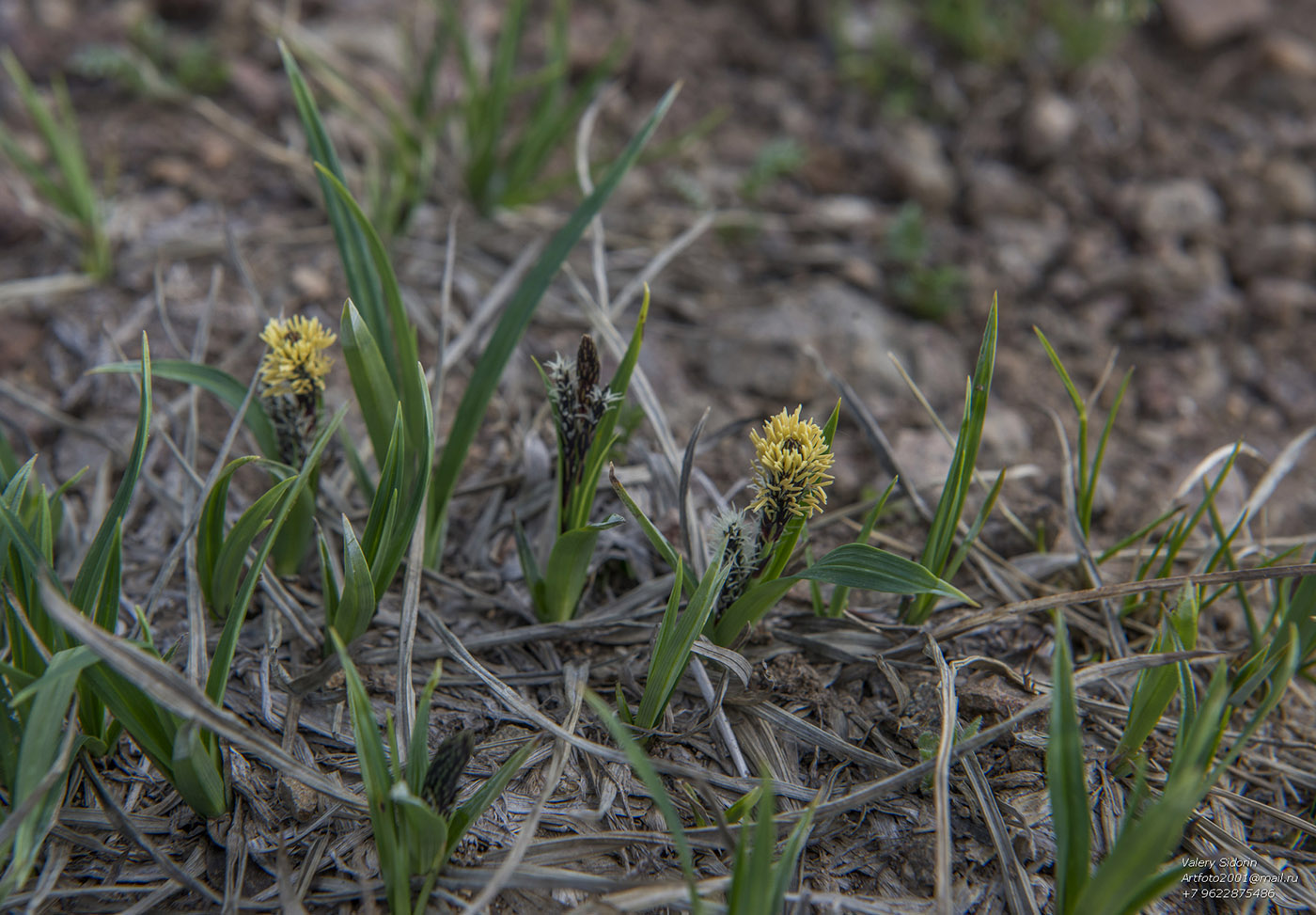 Изображение особи Carex riishirensis.