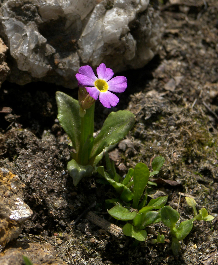 Изображение особи Primula olgae.