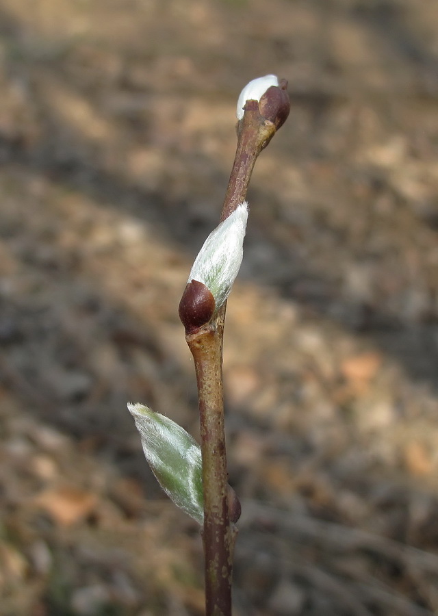 Image of Salix caprea specimen.