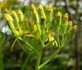 Senecio cannabifolius
