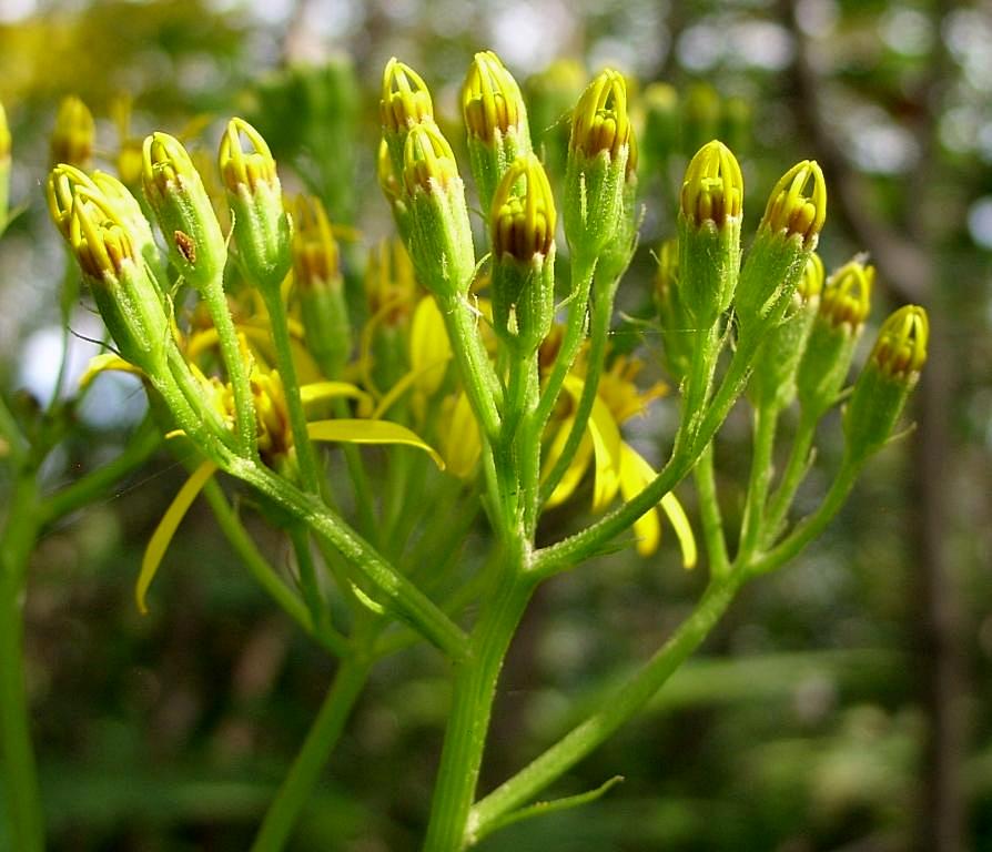 Image of Senecio cannabifolius specimen.