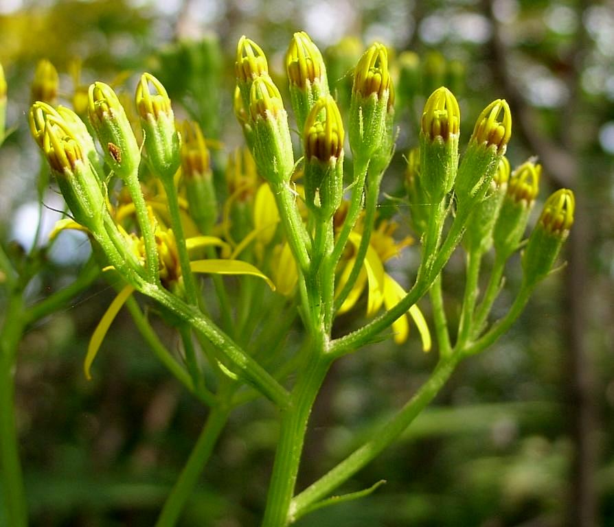 Изображение особи Senecio cannabifolius.