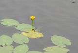 Nuphar pumila