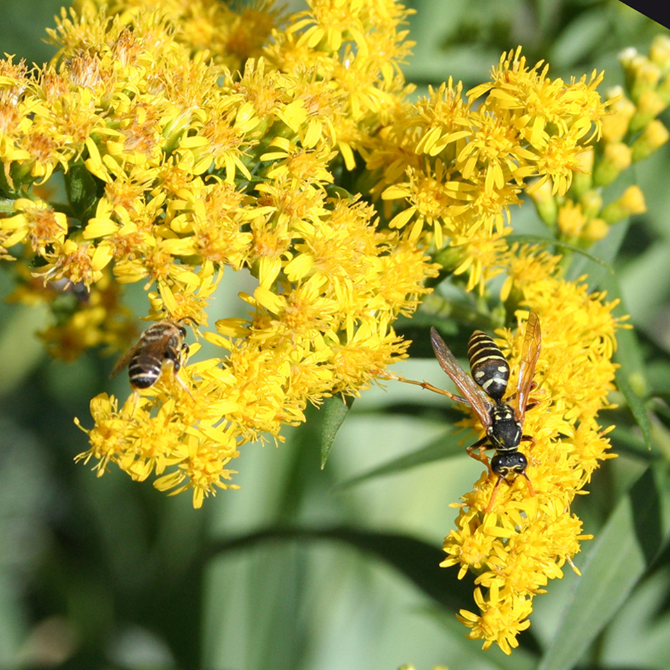 Image of Solidago canadensis specimen.