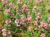Glaux maritima. Цветущие растения на засоленном приморском лугу. Нидерланды, Северное море, остров Схирмонниког. Июнь 2007 г.