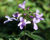 Cardamine quinquefolia