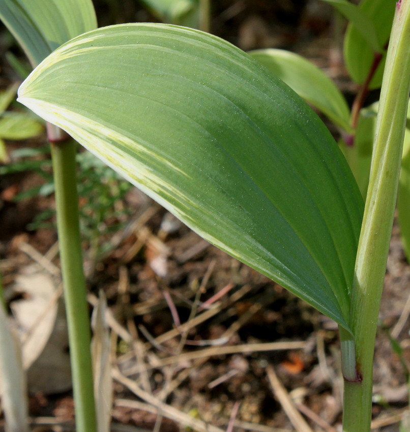 Image of Polygonatum multiflorum specimen.