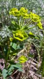 genus Euphorbia