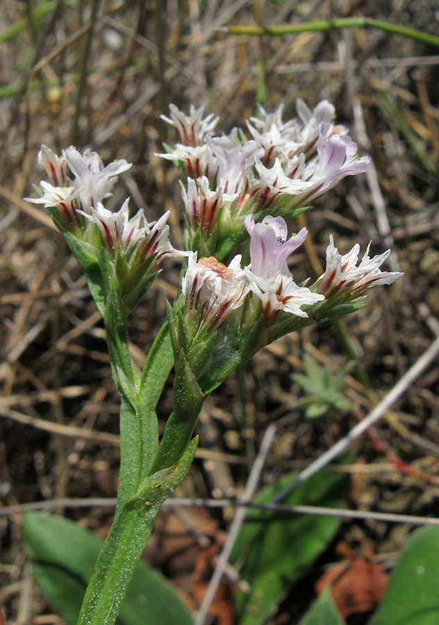 Изображение особи Goniolimon tauricum.