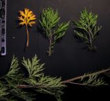Image of taxon representative. Author is Николай Степанов